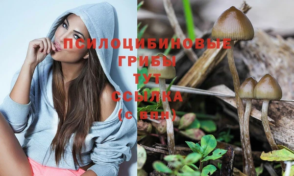 прущие грибы Алзамай